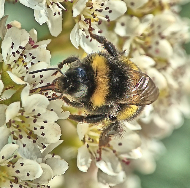 Bees In The Tree!!