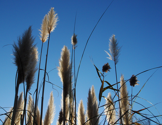 In the late afternoon of a winter day