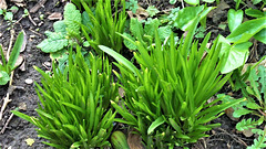 Bluebell plants just starting up