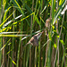 Reed warbler in flight