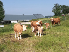 15.06.2019 - Kuhmamas mit ihren Kindern