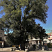 Guadarrama's iconic elm in the Plaza Mayor in front of the town hall. I invite all Europeans of a certain age to wallow in this nostalgic image from their childhood!