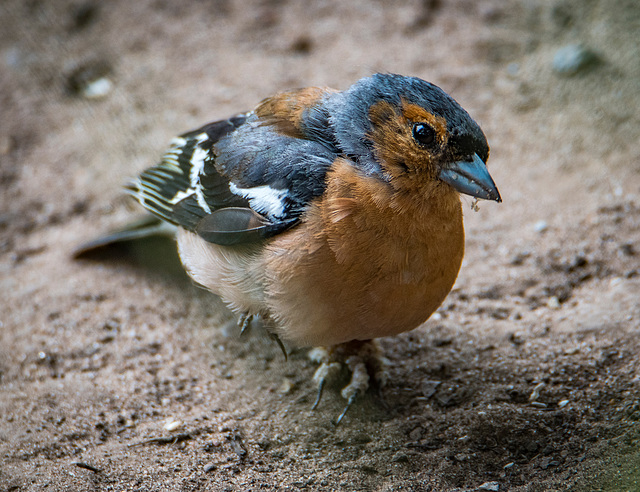 chaffinch. v5jpg