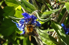 20200517 7435CPw [D~LIP] Blauer Steinsame (Argonychon purpurocaeruleum), Ackerhummel (Bombus pascuorum), UWZ, Bad Salzuflen