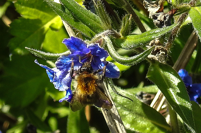 20200517 7435CPw [D~LIP] Blauer Steinsame (Aegonychon purpurocaeruleum), Insekt, UWZ, Bad Salzuflen