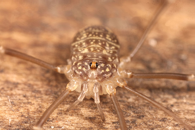 Harvestman IMG 1656v3