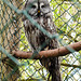 20220422 0606CPw [D~HF] Bartkauz (Strix nebulosa), Herford