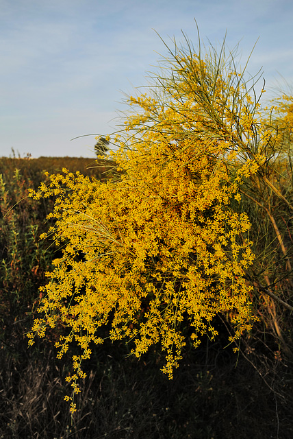 Osyris alba, Santalales, Penedos