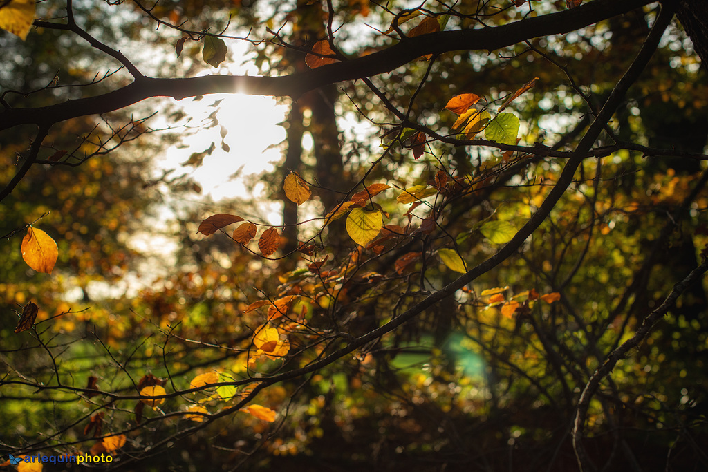 Herbstzeit