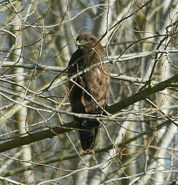 Buse variable