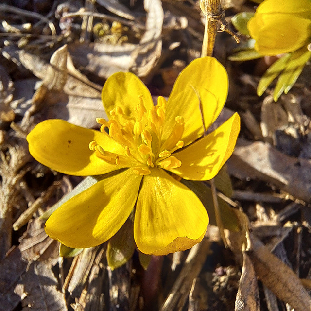 Winterling (Eranthis hyemalis)