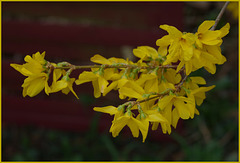 Forsythia !