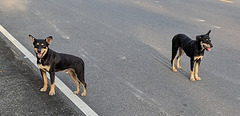 Deux chiens sympathiques / Two friendly dogs