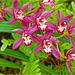 Orchid Plants 25
