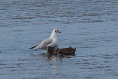 20140907 4827VRAw [NL] Lachmöwe, Enten, Terschelling