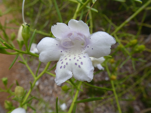 eremophila