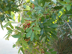 DSCN7194 - fêmea de aroeira-vermelha Schinus terebinthifolius, Anacardiaceae