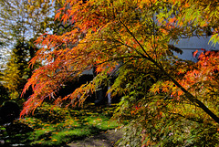 Acer palmatum