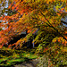 Acer palmatum