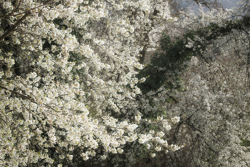 My Spring Window View