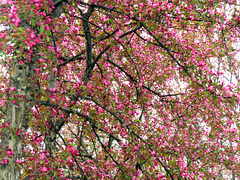 Red Crabapple or Wild apple tree