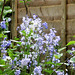 The bluebells make it look quite forest-y. They are amongst the lilac trees