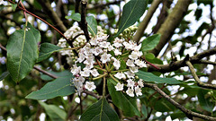 Don't know the name of this tree, but it's gorgeous