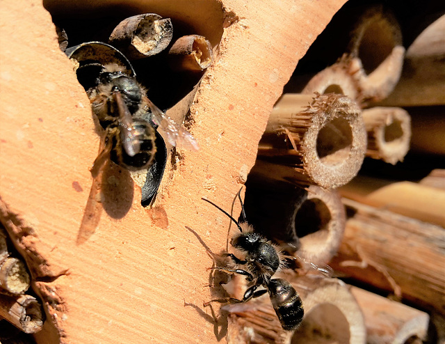 Wildbienen am Insektenhotel