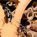 Wildbienen am Insektenhotel
