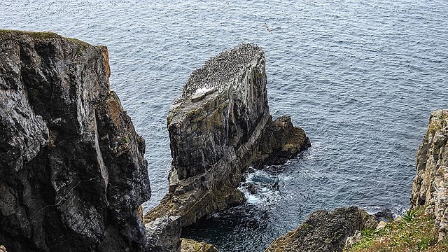 20190614 5226CPw [R~GB] Lummenfelsen, Castlemartin Range, Wales