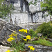 Malham Cove