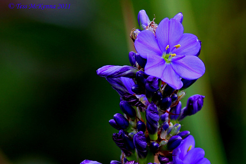 Polemonium AKA Jacobs Ladder 013 copy