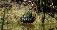 20200517 7437CPw [D~LIP] Wasserfrosch (Pelophylax agg), UWZ, Bad Salzuflen