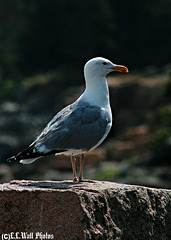 Old Gull (1 of 3)