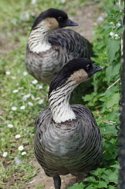 Nene (Branta sandvicensis)