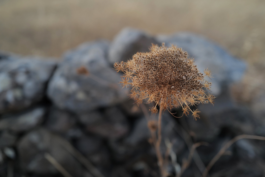 Daucus carota