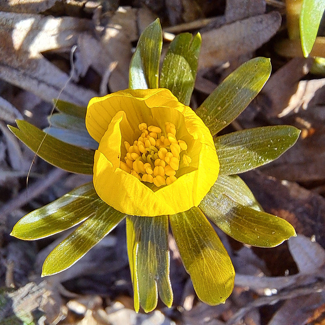 Winterling (Eranthis hyemalis)