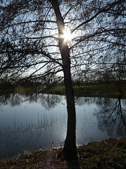 Sonnenstern über einem Weiher