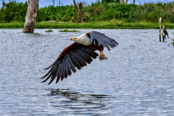 Schreiseeadler mit Beute