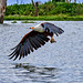 Schreiseeadler mit Beute