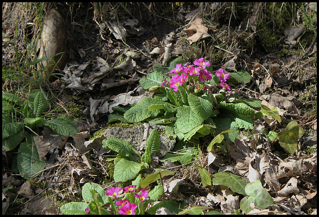 Primula vulgaris