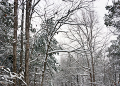 Wintery Woods