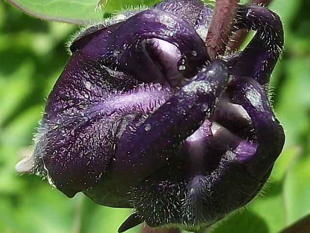 Close up of a newly budded aqualegia