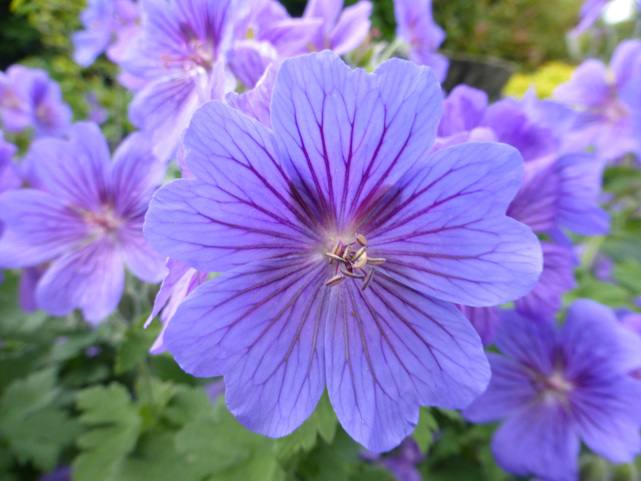 Geranium