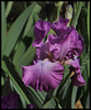 IMG 7543 (3)
