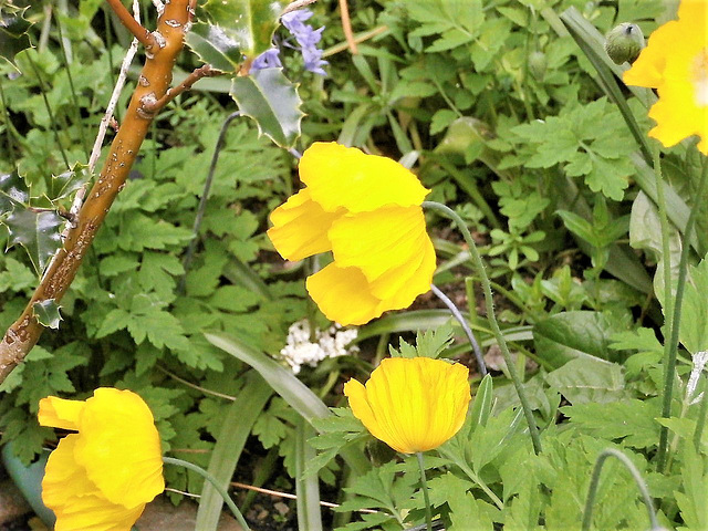 There are quite a lot of these flowers dotted around the driveway