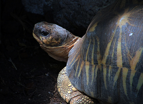 " E.T. téléphone maison " , la tortue aussi mais sans le téléphone .