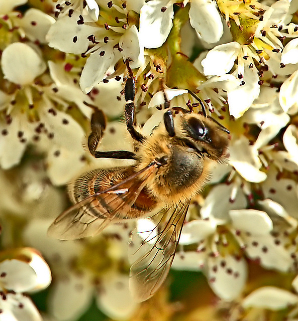 Bees In The Tree!!