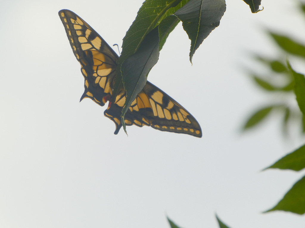 Papilio machaon