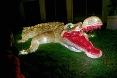 Crocodile